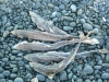Dog fish