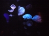 Jelly Fish