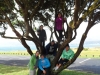 Up_a_Tree