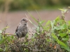 Bird Watching