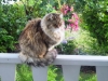 Faithful Morning Greeting