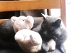 Furry Friends