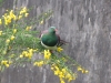 Kereru on Kowhai