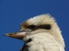 Kookaburra