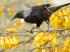 Tui a symphony of colour