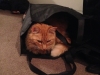 fur-bag