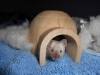 Home_squeak_home