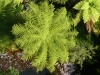 Bird's eye view of fern