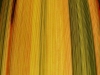 Close up flax leaf