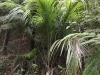 In a Patch of Forest