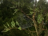 Kahikatea leaves, supporting a spider web