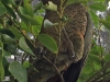 Kea camouflage