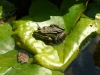 Leaf Frog