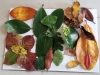 Leaf house & garden