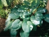 Leaves FD