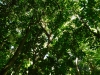 Nature's Canopy
