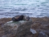 Seal_on_a_Rock