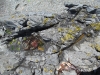 There's_gold_in_them_rocks