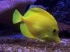 tcu-fish