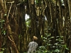 Big_Ovava_Banyan_Tree
