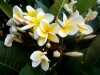 Frangipani