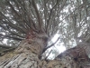 Inside_the_Macrocarpa