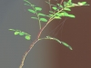 Kowhai_seedling,Chipoff_Old_Block