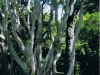 Light_and_Shade