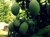 Mangos