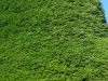 Moses_-_The_Tawa_Tree