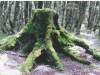 Mossed_Trunk