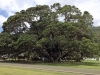 Te_Waha_O_Rerekohu_Largest_Pohutakawa_East_Cape