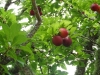 The_Plum_Tree
