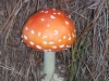 Toadstool_Colonial_Knob