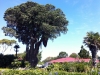 Tree_house