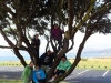Up_a_Tree
