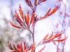 Flaxflower