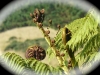 Unfurling_leaves